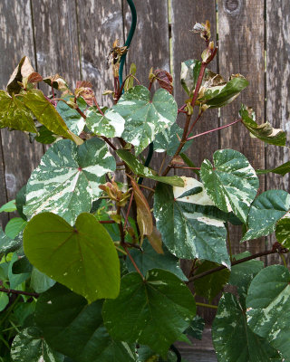 Tricolour hibiscus frost damaged