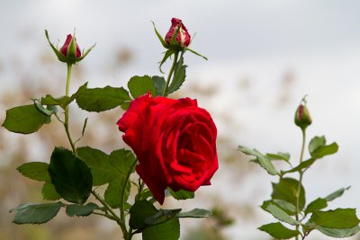 Huge red rose