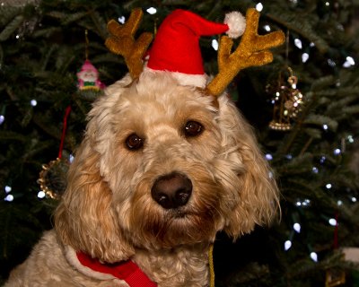 Happy Christmas!