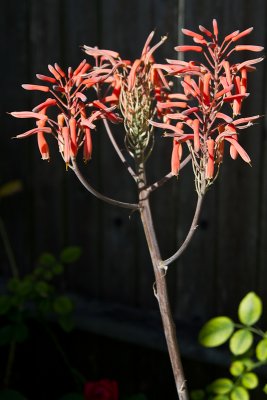 Aloe flower