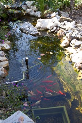 Happy fish