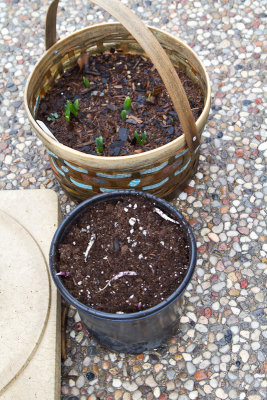 Tete a Tete & Lily of the Valley shoots