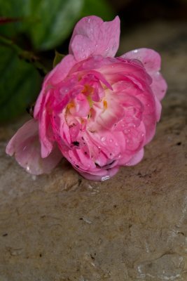Fairy rose & raindrops