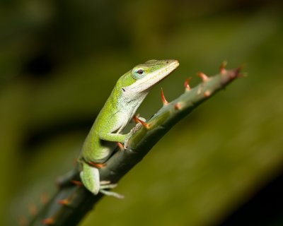 Lizard sunbathing