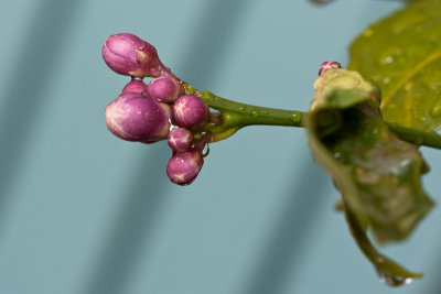 Lemon blossoms