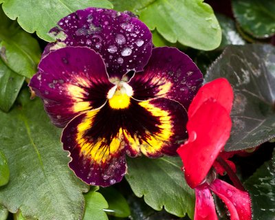 Wet pansy