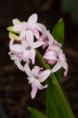 Hyacinth