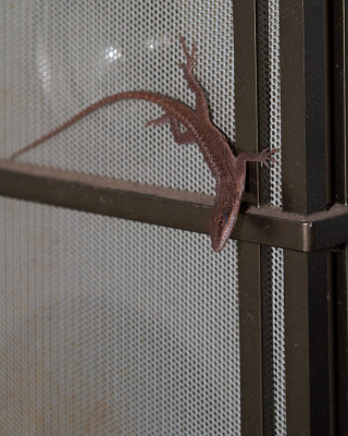 Lizard on the outdoor speaker