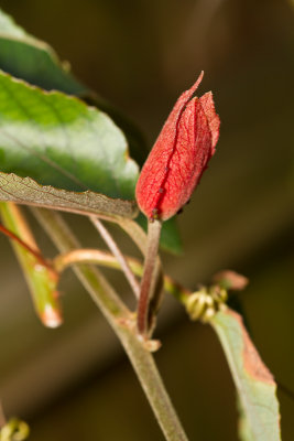 Passionflower bud