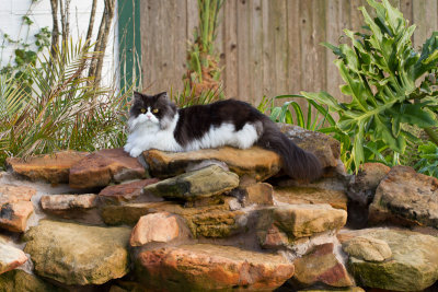 Tux resting on the waterfall