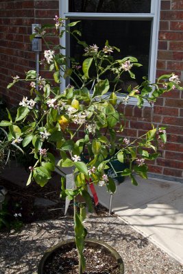 Lemon tree