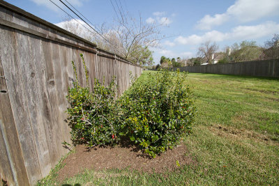Green space