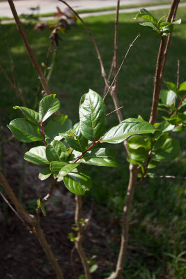 New crape leaves