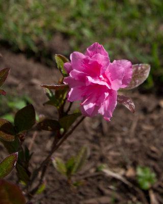 Pink encore azalea