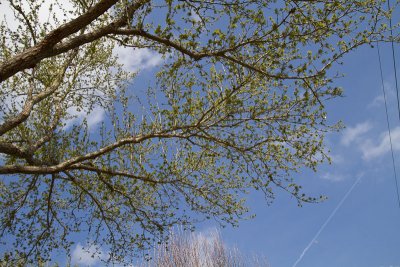 Live oak tree flowers