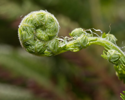 Emerging fern