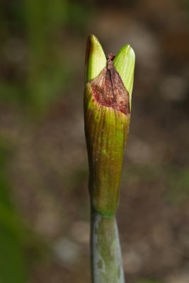 Amaryllis emerging