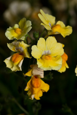 Nemesia