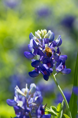 Bee on Texas Bluebonnet