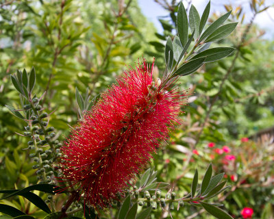 Bottlebrush flower