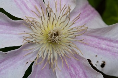 Clematis 