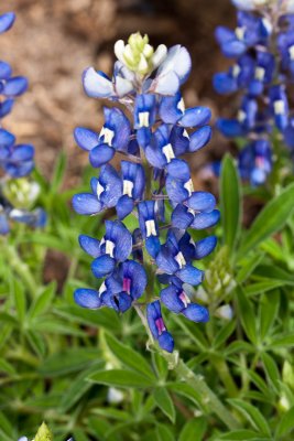 Texas bluebonnet