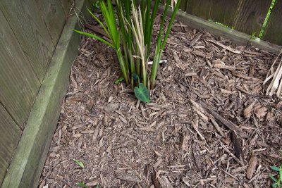 Black taro emerging