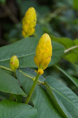 Candlestick flower