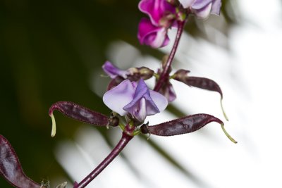 Hyacinth bean flowers and pods