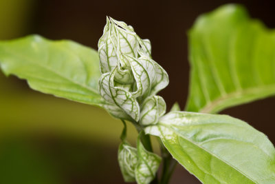 White shrimp plant