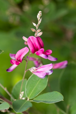 Lespedeza Little Volcano