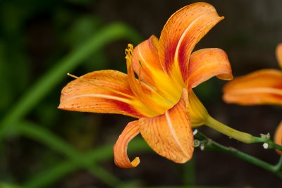 Daylily