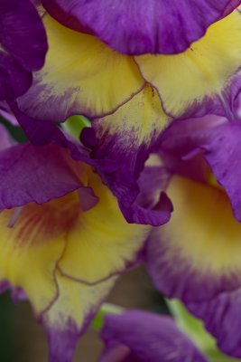 Gorgeous gladiolus