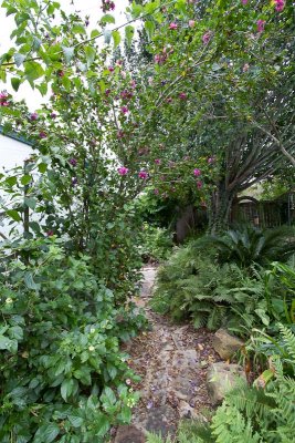 Althea flowers all over the path