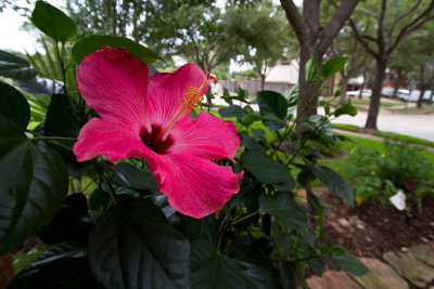 Potted hibiscus by the front door