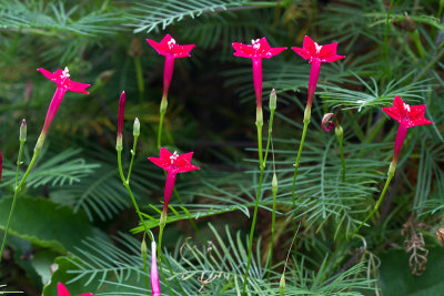 Cypress aka hummingbird, vine