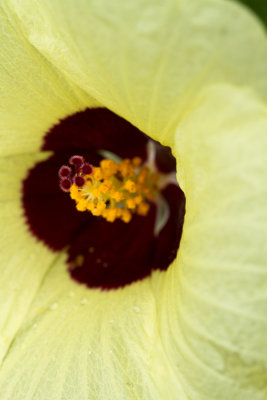 Mellow yellow hibiscus