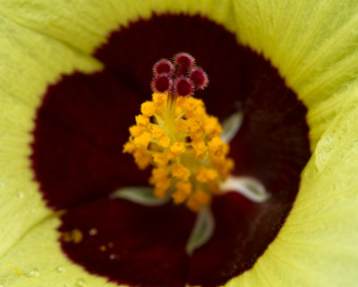 Mellow yellow hibiscus centre