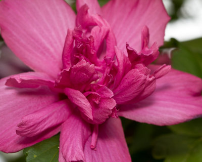 Althea beside the shed