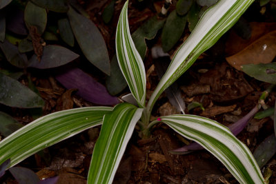 Variegated crinum, still growing so slow...