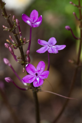 Chocolate plant flower