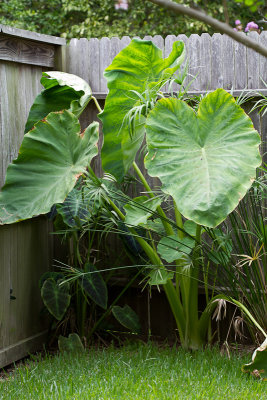 Elephant ears in the corner of the fence