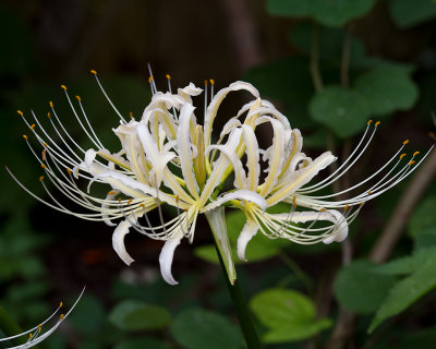 Single spider lily flower