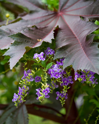 Duranta flowers with caster plant