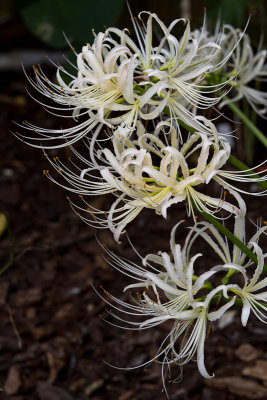 Spider Lilies?