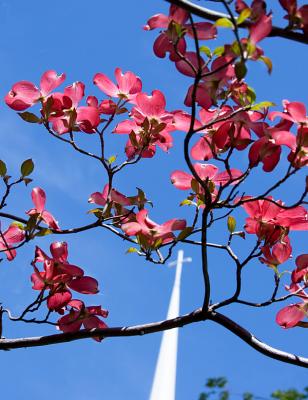 Pink and Blue