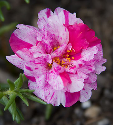 Peppermint pink portulaca