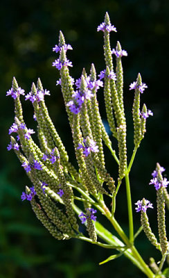 Skinny purple wildflower