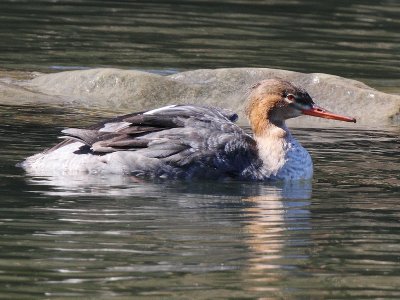 Mergansers