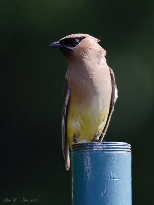 IMG_4740.JPG